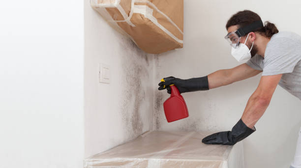 Professional Attic Mold Remediation technician working in Lakeside, MI