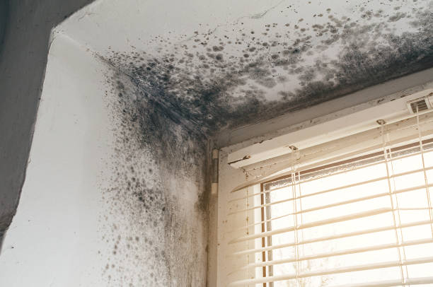 Affordable Attic Mold Remediation solutions in Lakeside, MI